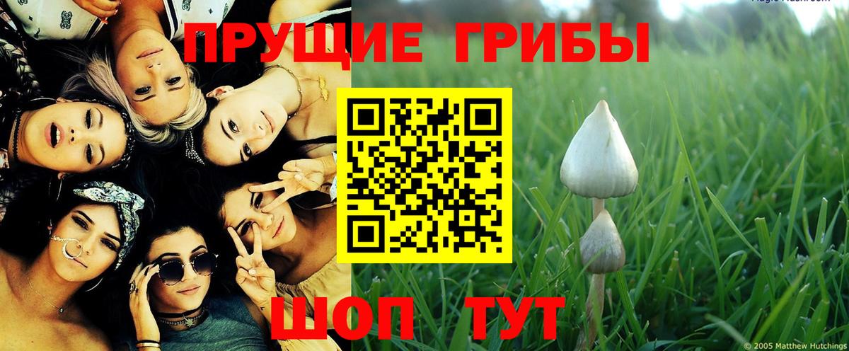 Междуреченск  Галлюциногенные грибы Psilocybine cubensis  Вход с VPN 